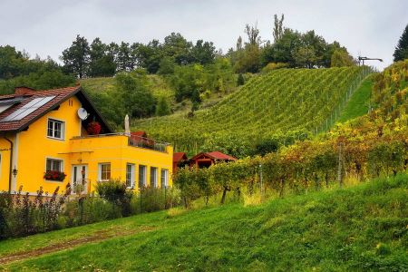 A small vineyard in the Steiermark